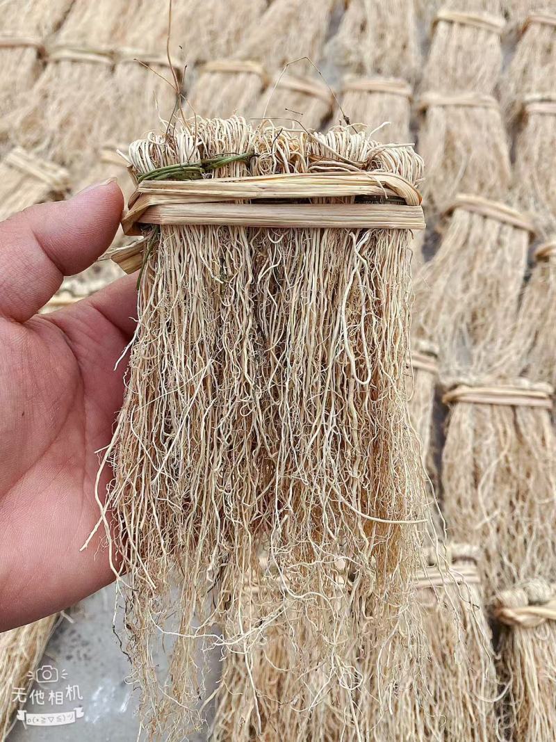 精品养肝草种植大户追求品质一手货源一年四季现挖现发保持货