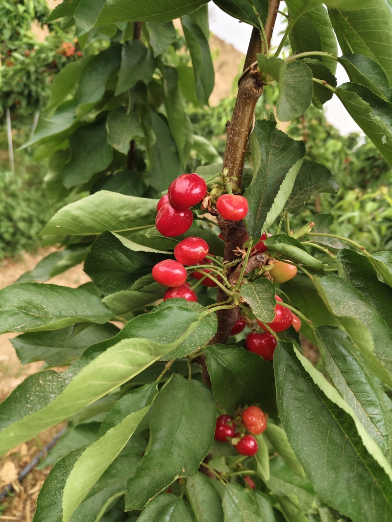 陕西大荔樱桃基地，优质陆地樱桃货源充足价格合适