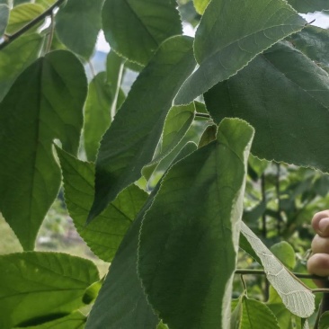 构树叶专业供应林麝养殖场青储饲料养殖场一手货源整车走货