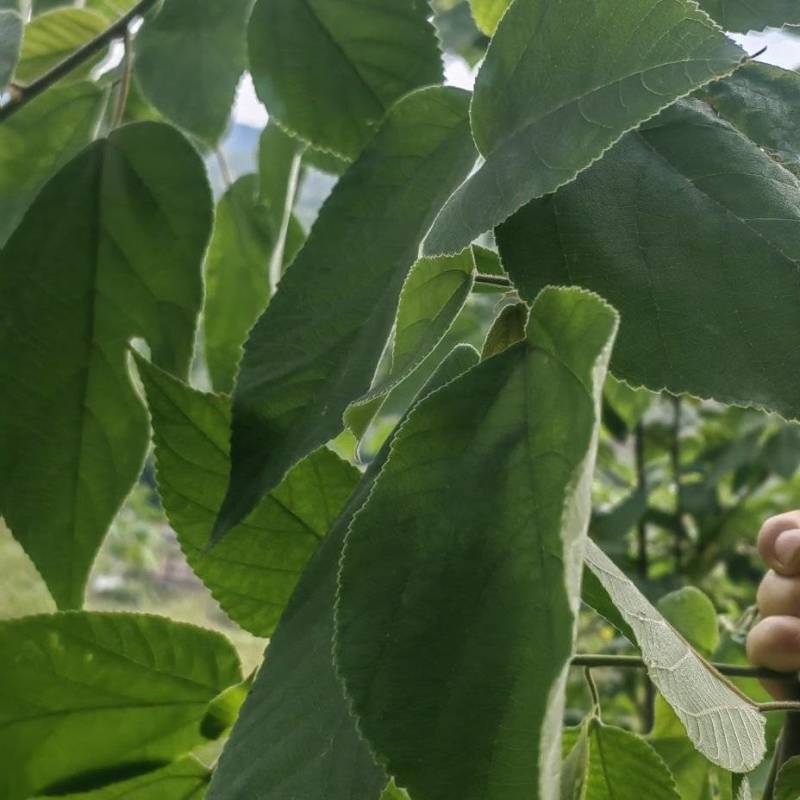 构树叶专业供应林麝养殖场青储饲料养殖场一手货源整车走货