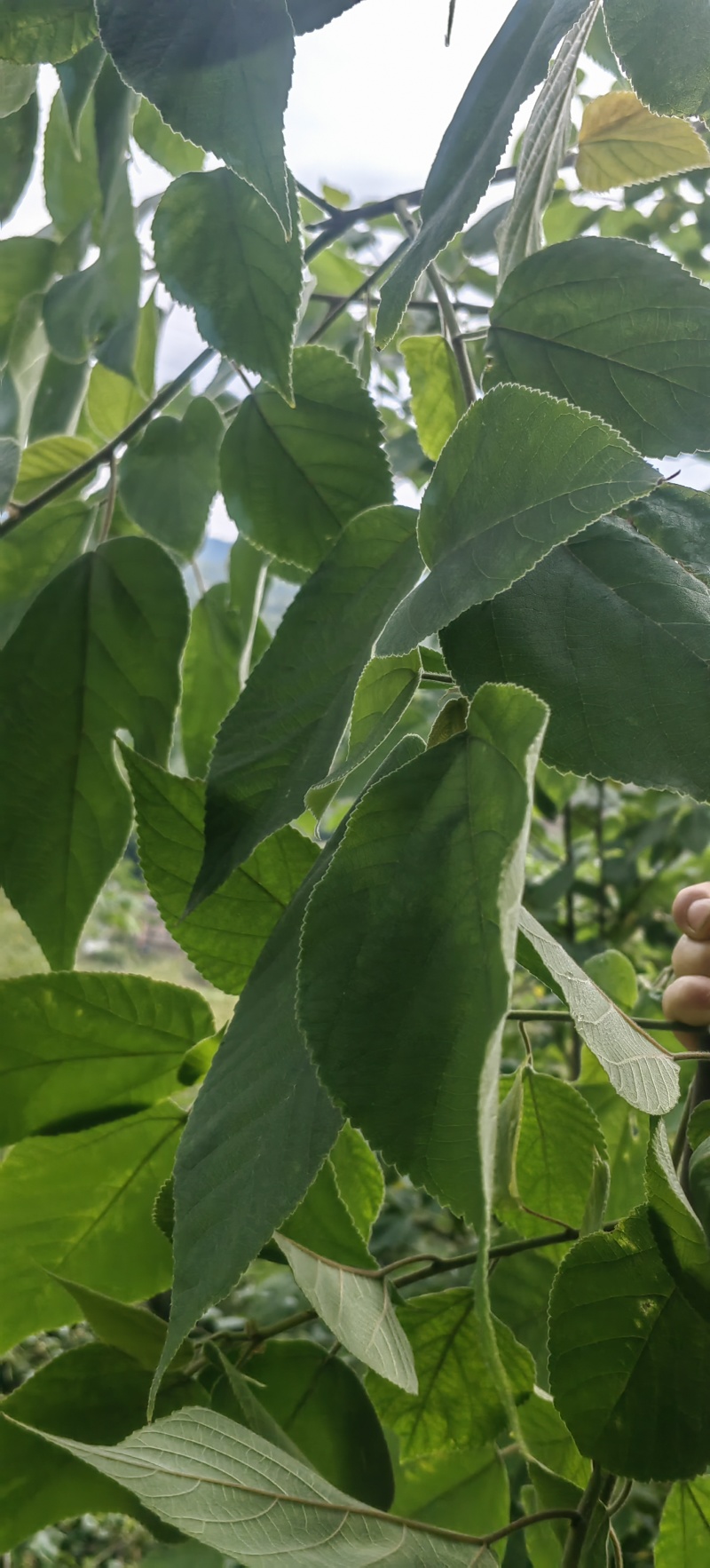 构树叶专业供应林麝养殖场青储饲料养殖场一手货源整车走货