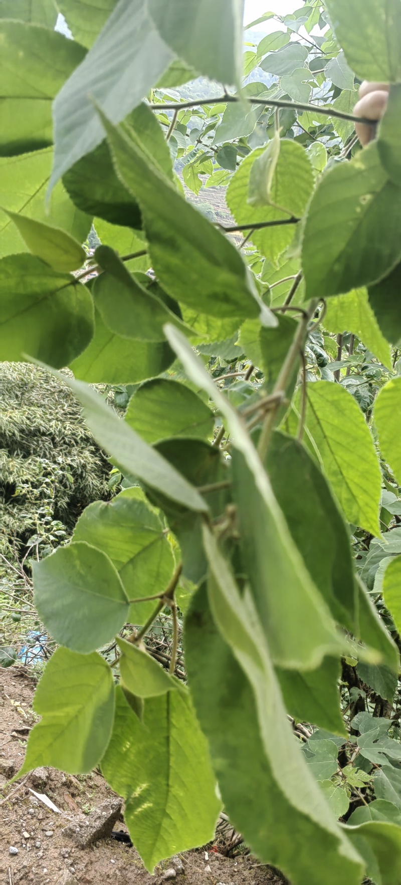 构树叶专业供应林麝养殖场青储饲料养殖场一手货源整车走货