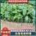 五指毛桃种苗，一手货源，质量保证，量大从优