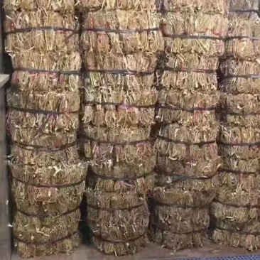 精品本地五指毛桃山地货香味十足干度十足广东韵关山区货