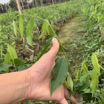 沉香树苗现挖，成活率高，量大从优致电联系