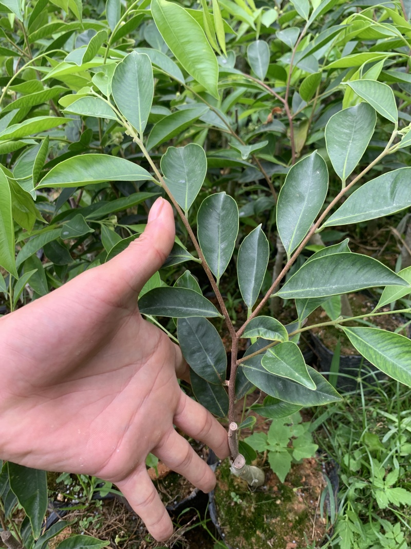 沉香树苗现挖，成活率高，量大从优致电联系