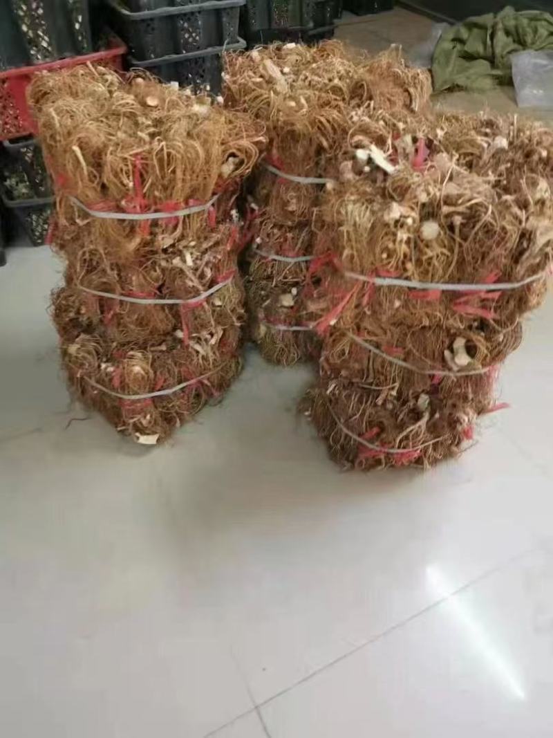 精品本地五指毛桃山地货香味十足干度十足广东韵关山区货