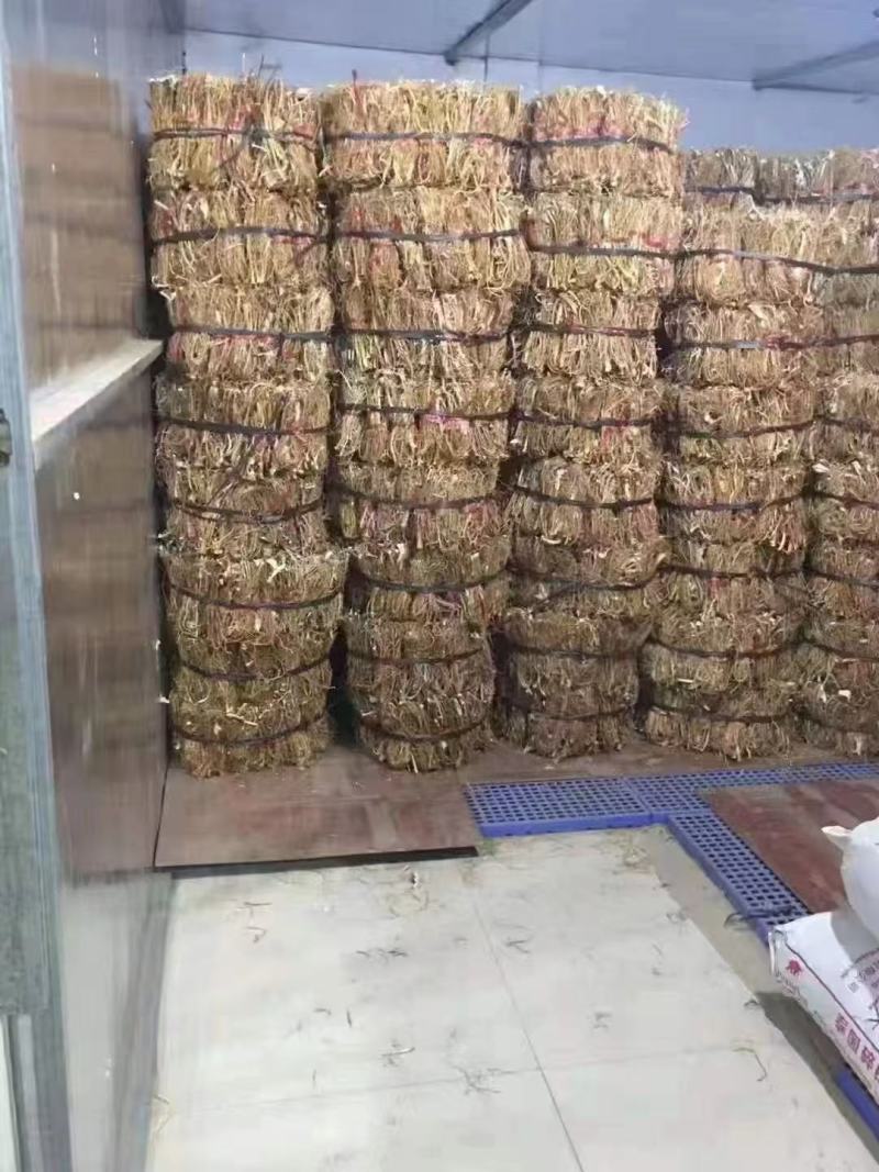 精品本地五指毛桃山地货香味十足干度十足广东韵关山区货