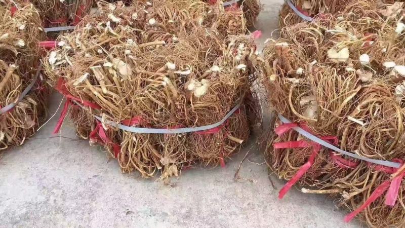 精品本地五指毛桃山地货香味十足干度十足广东韵关山区货
