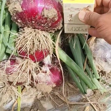 精品红象洋葱一级杂交