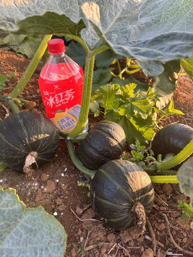 山西精品大贝贝南瓜市场货电商货板栗味南瓜老瓜包邮一件代发