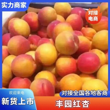 【丰园红杏】陕西原产地颜色靓丽大小个头都有熟度可选按需分拣