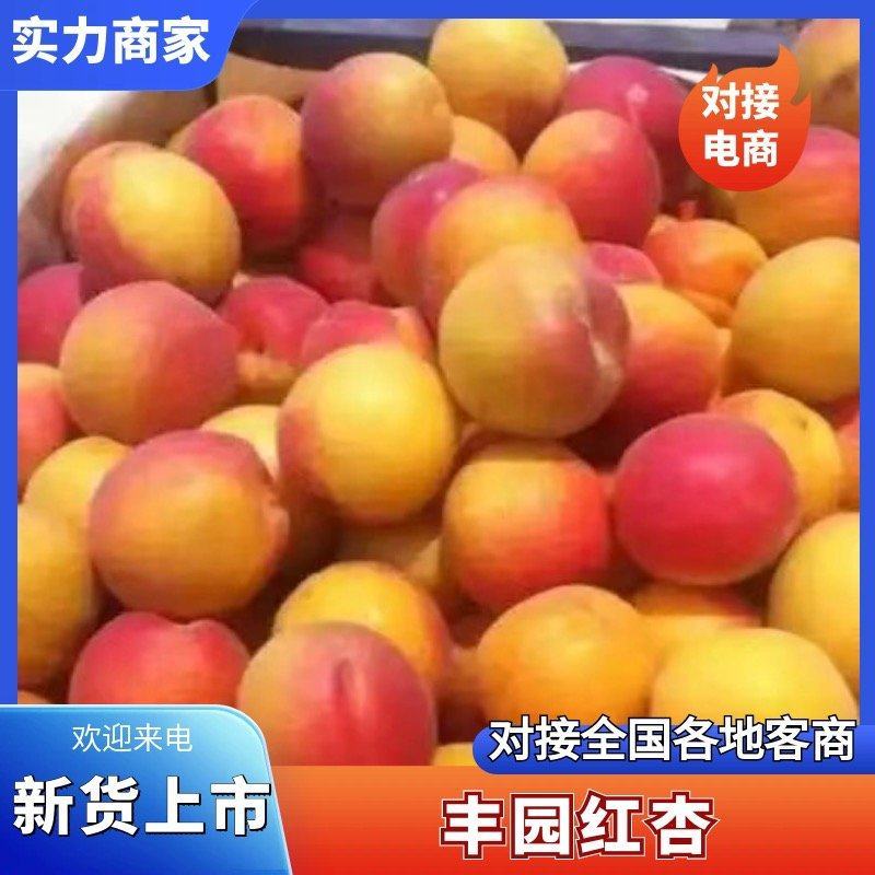 【丰园红杏】陕西原产地颜色靓丽大小个头都有熟度可选按需分拣
