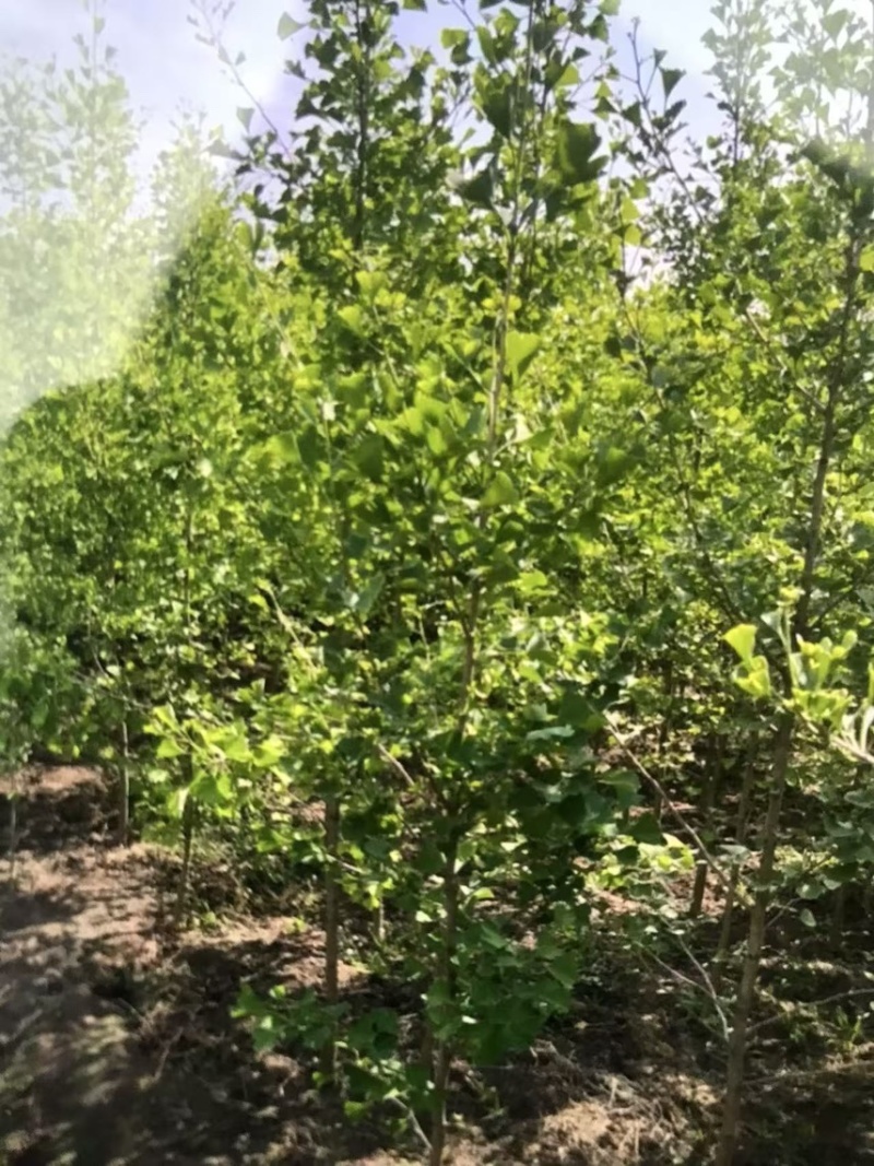 奉新邹家苗圃基地大量供应银杏树苗欢迎老板们来电咨询