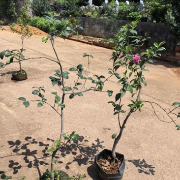 中国传统茶花意景树娃丽娜森茶花