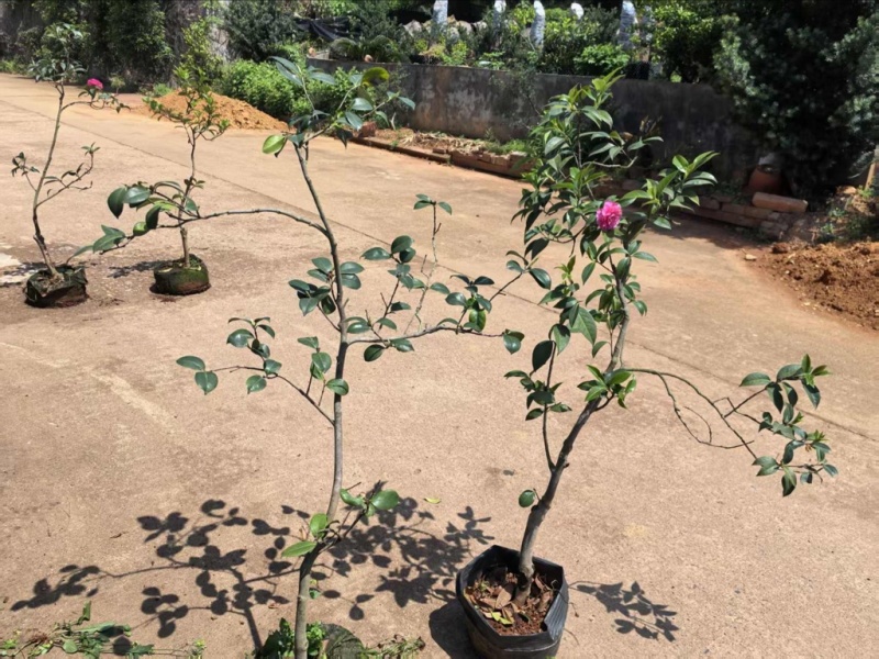 中国传统茶花意景树娃丽娜森茶花