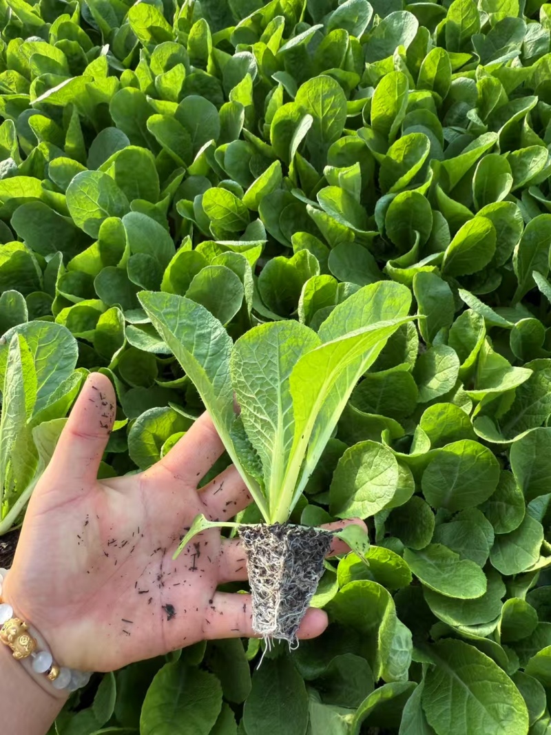 大白菜（德高117，鲁信键根）