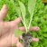 大白菜（德高117，鲁信键根）