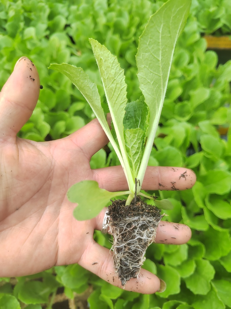 大白菜（德高117，鲁信键根）