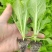 大白菜（德高117，鲁信键根）