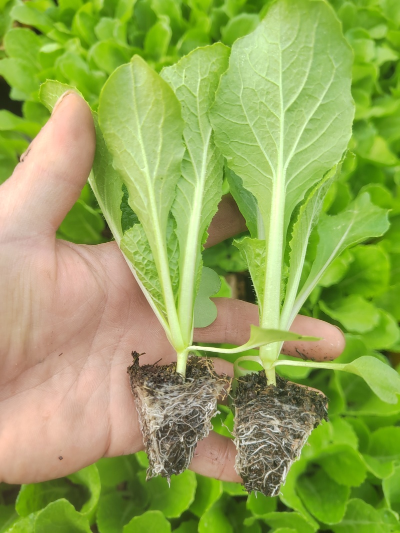 大白菜（德高117，鲁信键根）