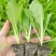 大白菜（德高117，鲁信键根）