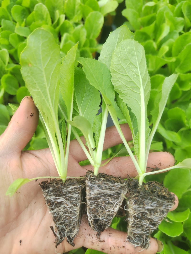 大白菜（德高117，鲁信键根）