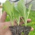 大白菜（德高117，鲁信键根）