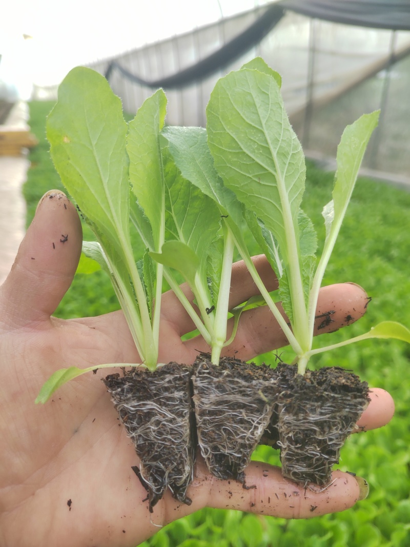 大白菜（德高117，鲁信键根）