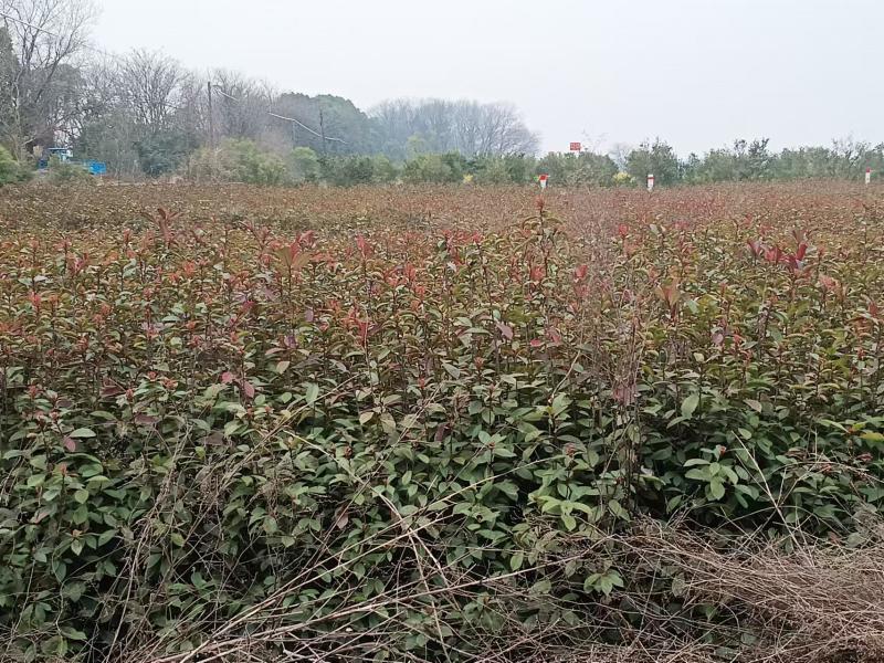 【优质推荐】红叶石楠苗产地直发一手货源支持技术扶持