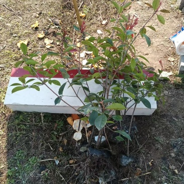 【优质推荐】红叶石楠苗产地直发一手货源支持技术扶持