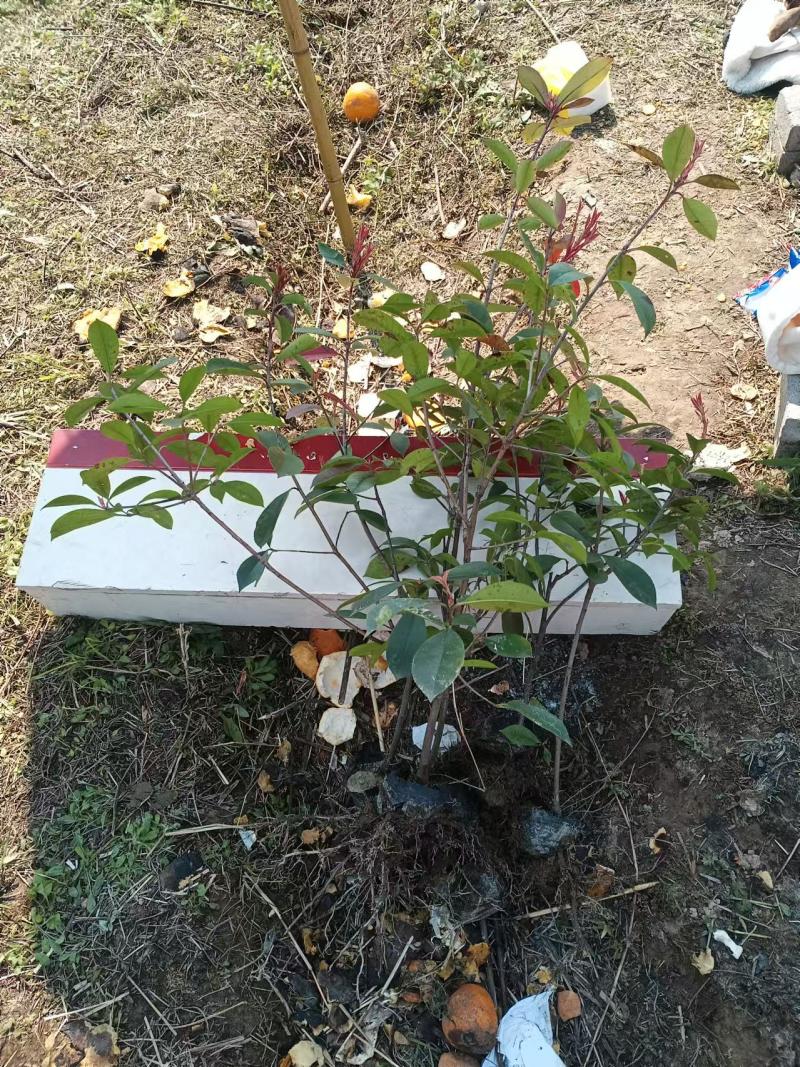【优质推荐】红叶石楠苗产地直发一手货源支持技术扶持