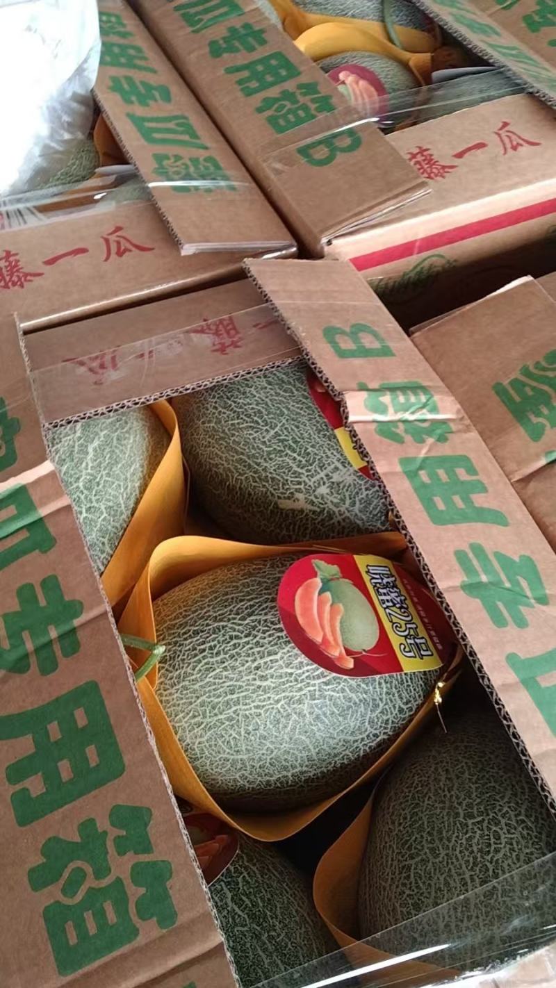 精品小蜜25即将上市品质保证现摘现发欢迎来电洽谈
