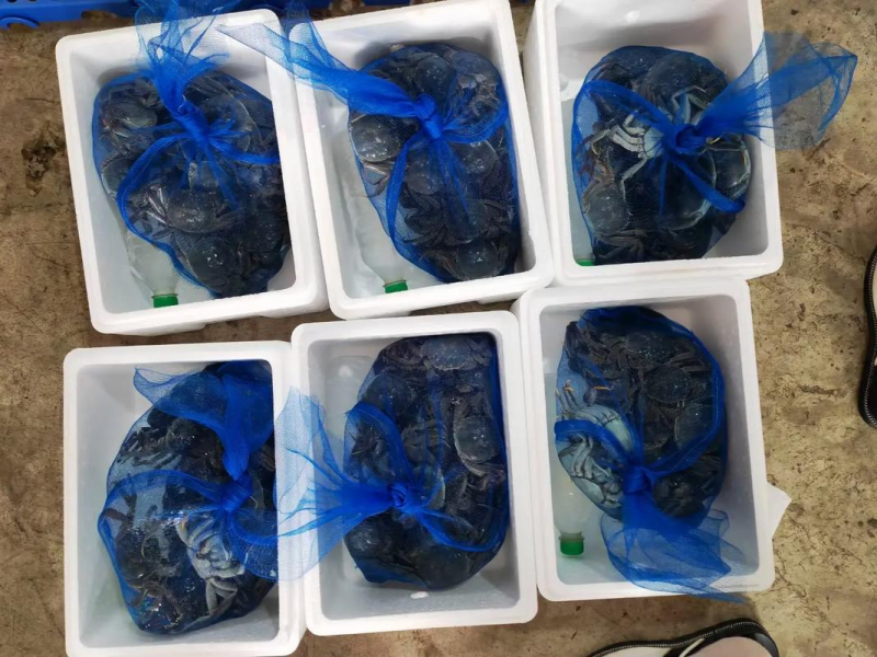 产地直发一手货源规格齐全盘锦本地稻田河蟹自产自销