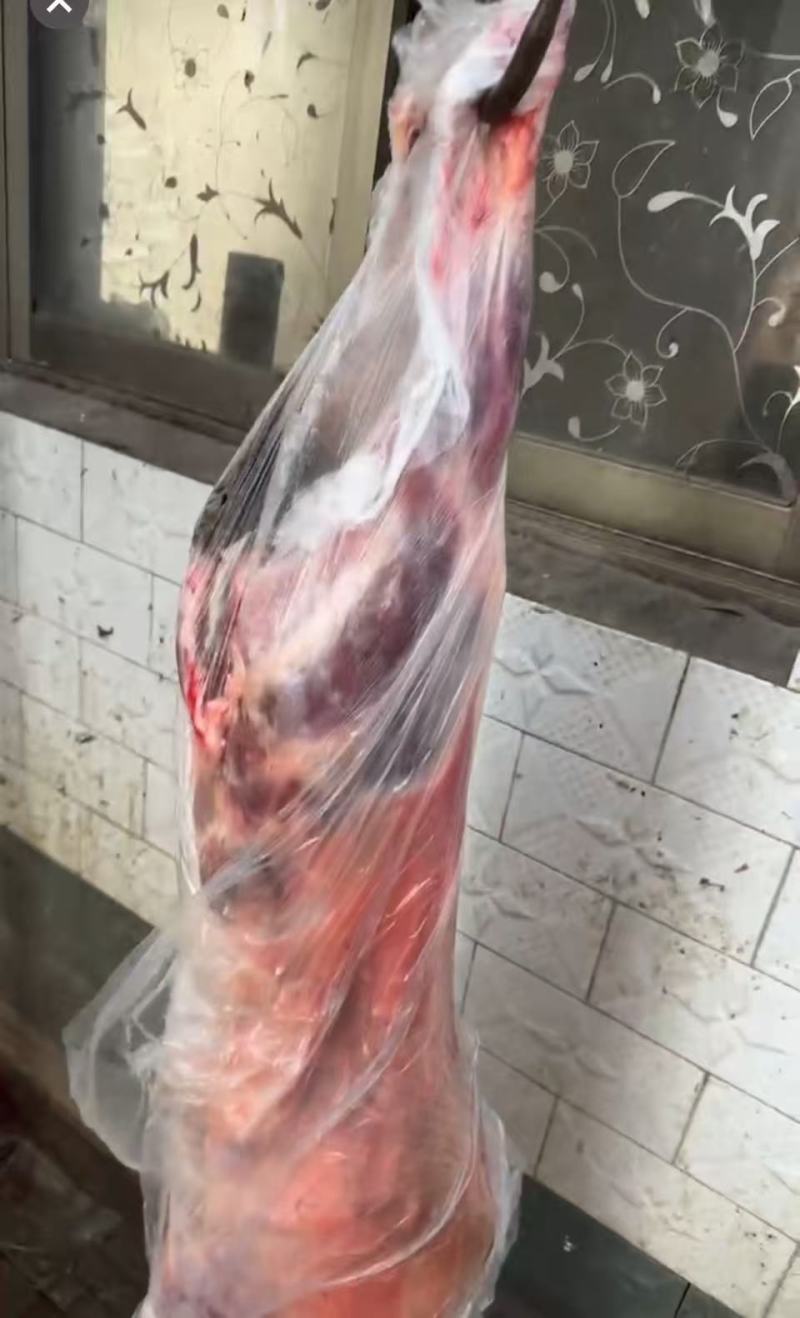 羊酮体。直条羊，现货，一手货源12.5一斤