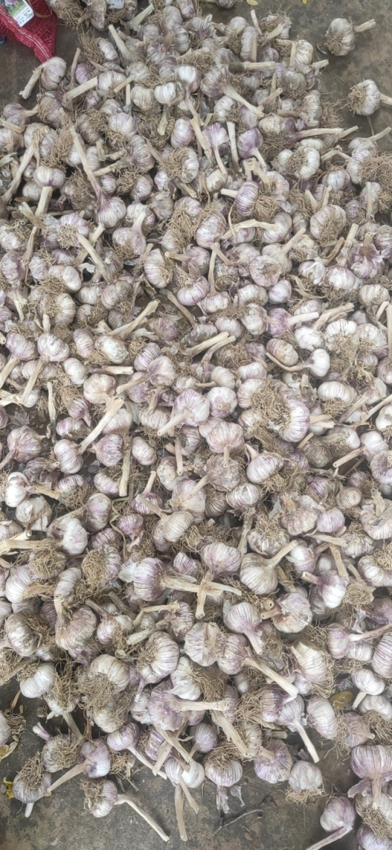 江苏紫皮大蒜上市，精品，原皮电商，通货，越南货，蒜米等等