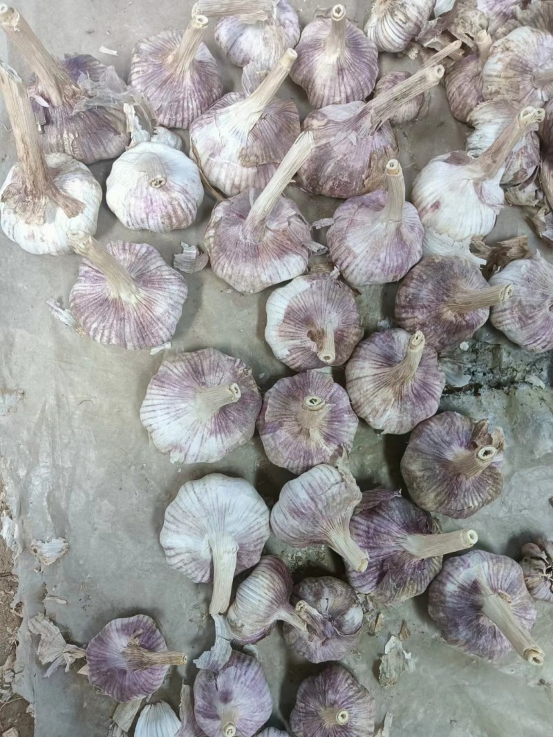 江苏紫皮大蒜上市，精品，原皮电商，通货，越南货，蒜米等等