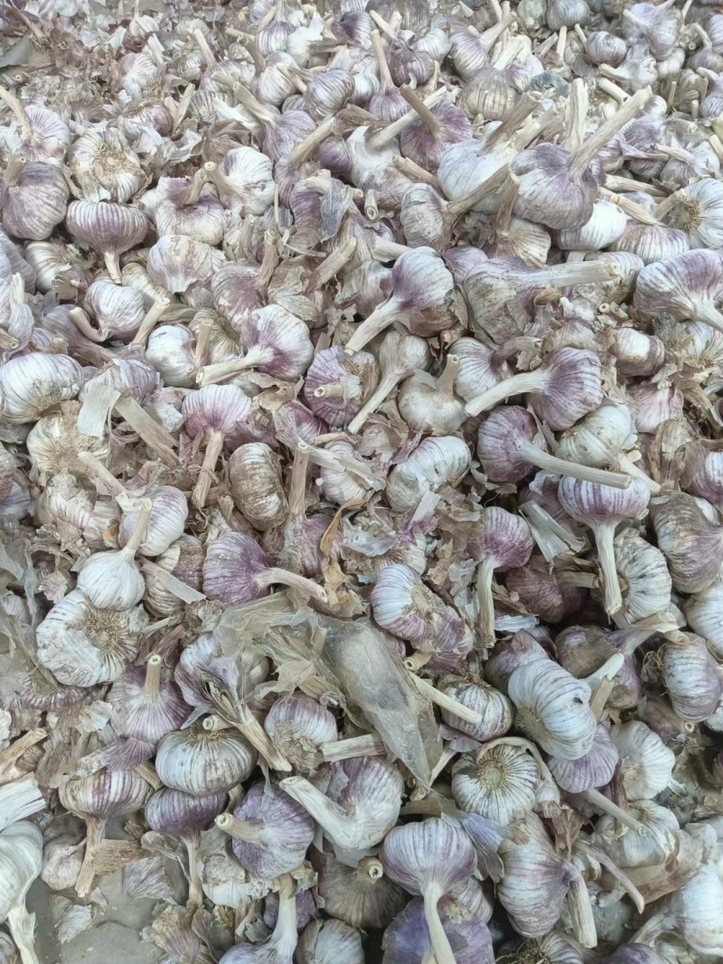 江苏紫皮大蒜上市，精品，原皮电商，通货，越南货，蒜米等等