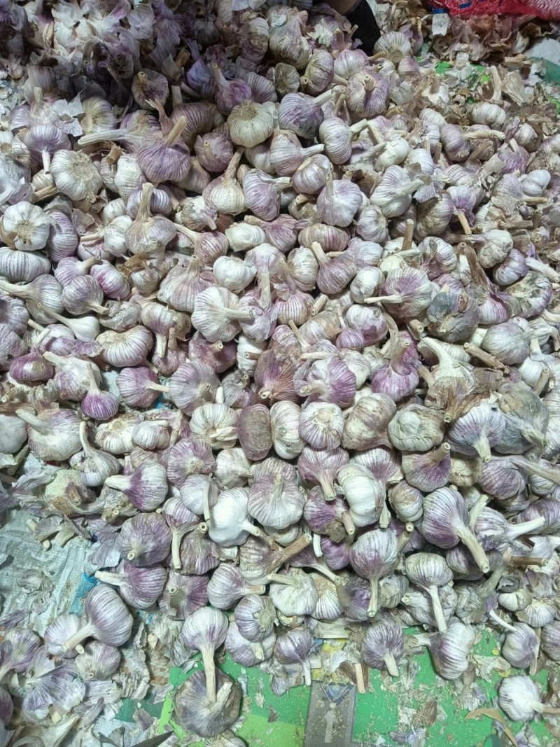 江苏紫皮大蒜上市，精品，原皮电商，通货，越南货，蒜米等等