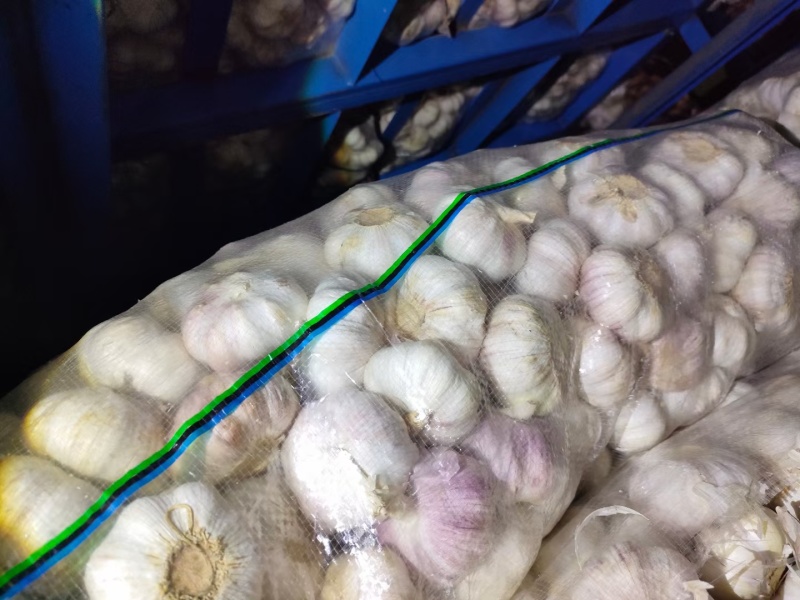 江苏紫皮大蒜上市，欢迎全国各地采购商咨询合作一次终身朋友