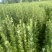 新鲜艾草大量上市，诚信经营，品质保证，产地直发