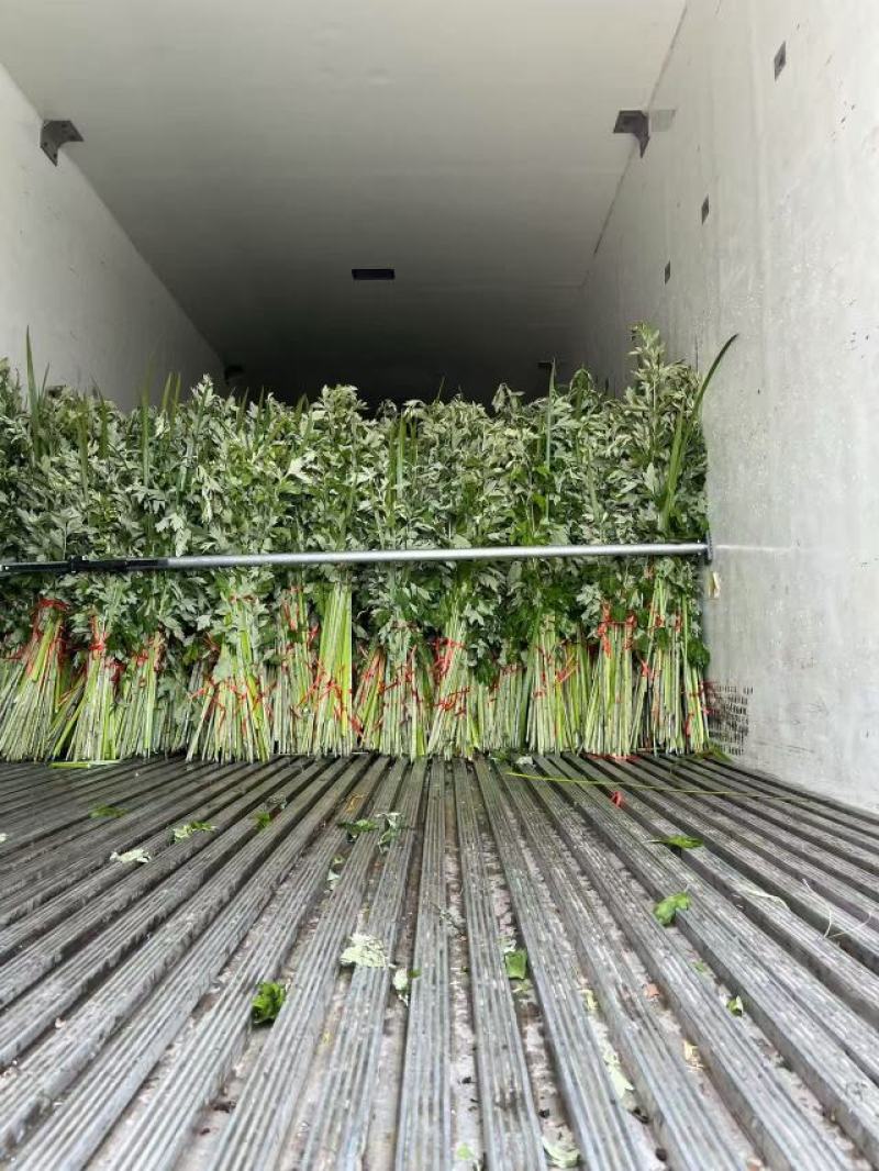 新鲜艾草大量上市，诚信经营，品质保证，产地直发