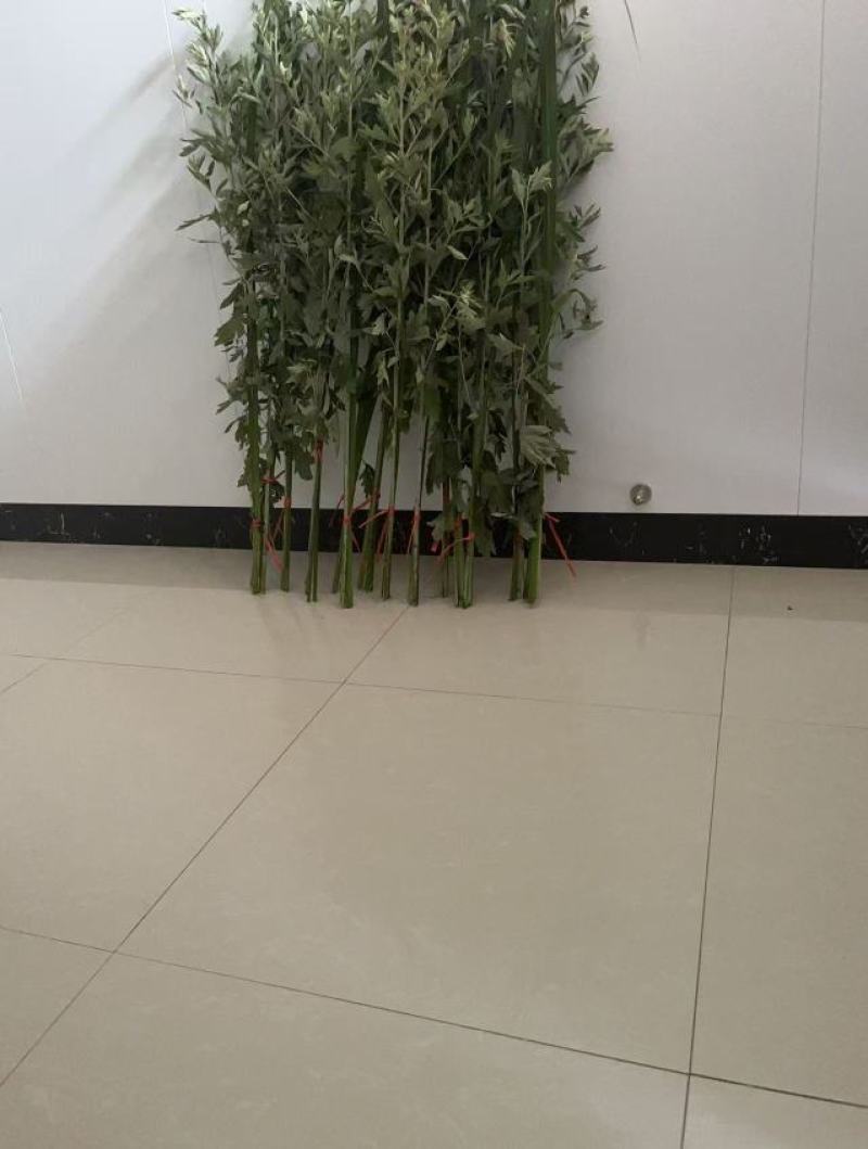 新鲜艾草大量上市，诚信经营，品质保证，产地直发