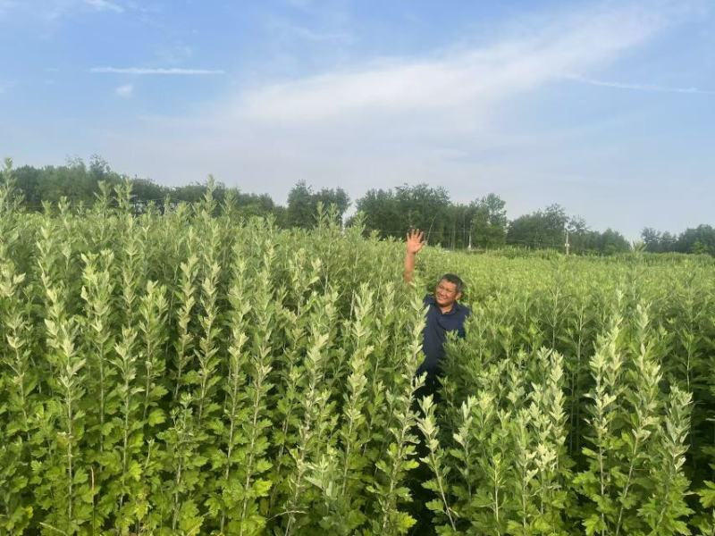 新鲜艾草大量上市，诚信经营，品质保证，产地直发