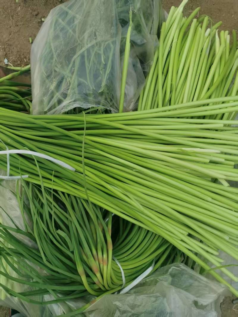 精品蒜苔继续接单价格美丽承接社区团购市场档口超市电商平台