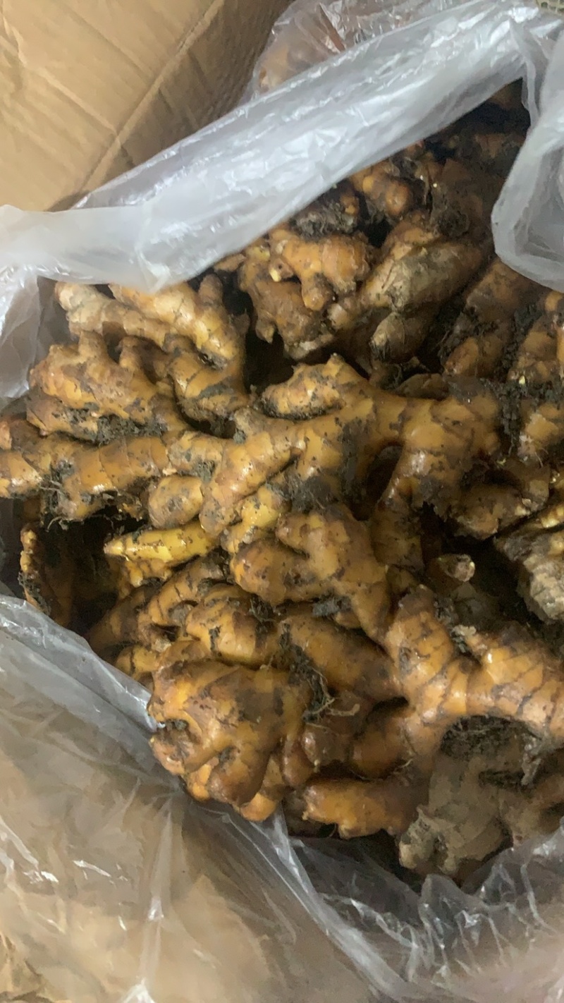 精品小黄姜，产地一手货源，大量供应………………