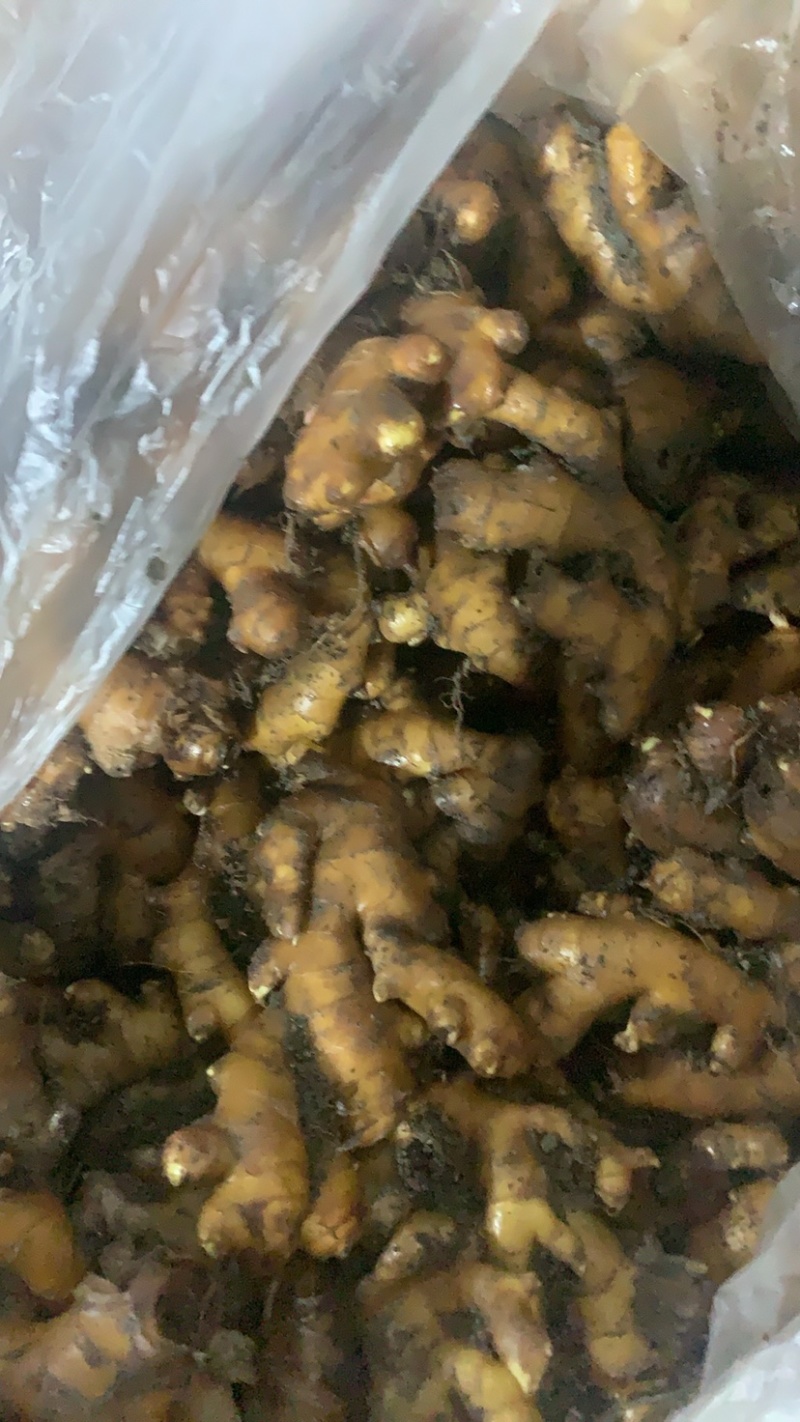 精品小黄姜，产地一手货源，大量供应………………