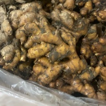 精品小黄姜，产地一手货源，大量供应………………