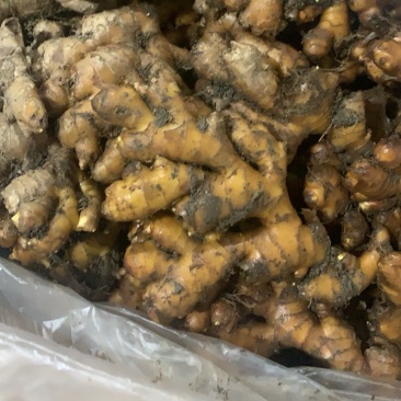 精品小黄姜，产地一手货源，大量供应………………