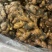 精品小黄姜，产地一手货源，大量供应………………